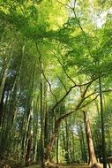 Green foliafe on the trees in the forest
