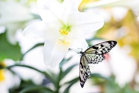 black and white butterfly on a white lily