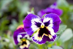 Purple Pansy Flower close-up on blurred background
