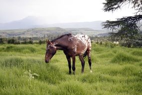 spotted brown-white horse on a green pasture