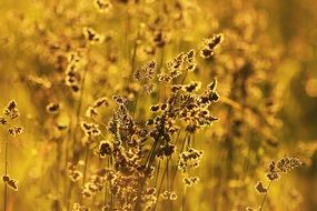 Yellow Summer Beauty