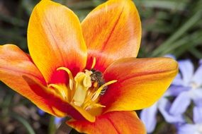 closeup picture of opened orange tulip bud