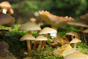 Toxic mushrooms in a forest