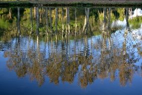 reflection of birch trees in the water