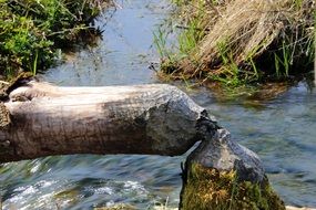 gnawed tree through a small stream