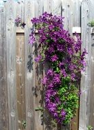 Growing purple flowers on a wooden fence