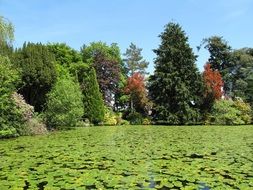 Green gardens in summer