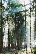 Beautiful, green mystical trees in the forest in sunlight