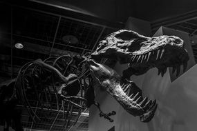 dinosaur in nature museum in black and white background
