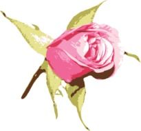 Beautiful drawing of the rose flower clipart