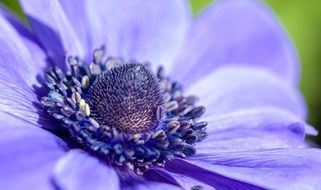 Macro photo of purple flower
