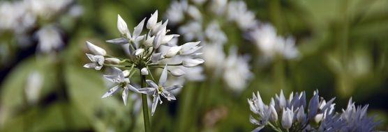 Picture of Bear's garlic plant