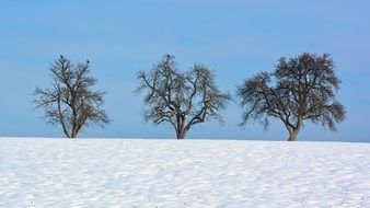 tree trees on the winter field