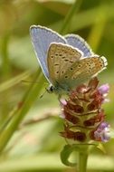 light butterfly on an unusual inflorescence