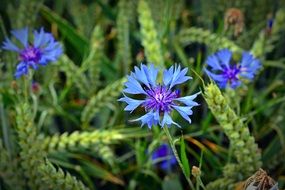 Cornflower Blossom