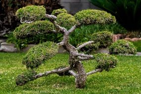 miniature bonsai in the garden