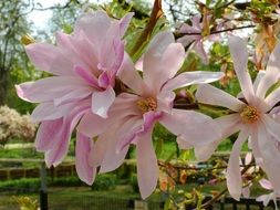 pink garden flowers in spring