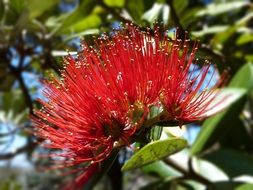 Red Pohutukawa tree in New Zealand