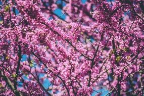 A lot of beautiful blossoming pink cherry flowers on a trees