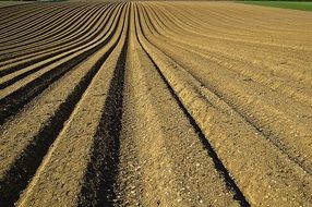 landscape of seed furrows on the field