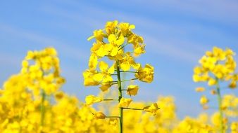 tall yellow rapeseed closeup