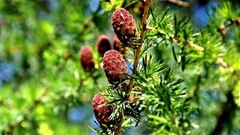 Macro picture of Pine cones on a branch