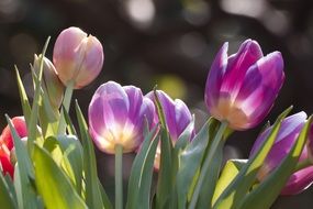 violet tulips in spring