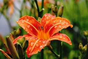 wet orange Lily Flower Blossom Macro
