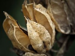 withered hydrangea leaves