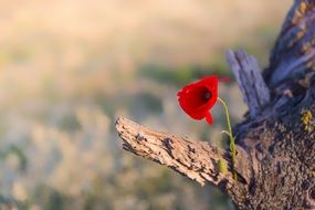 one red poppy on a tree trunk