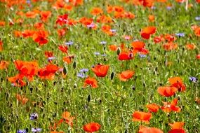 absolutely gorgeous Poppy Flowers