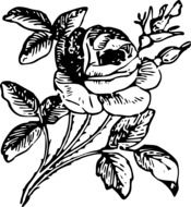 Flora dawing