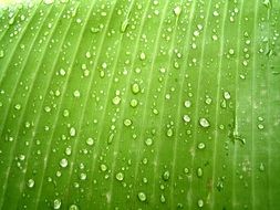 lot of Water Drops on green Leaf macro photo
