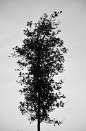 Black and white leaves of the tree