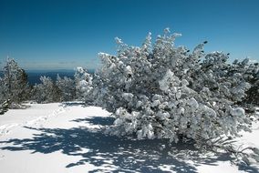 wonderful Winter Landscape