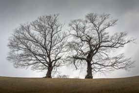 bare trees on top of a hill