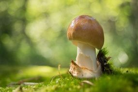 mushroom among moss close up