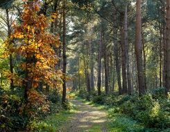 Beautiful forest path on the landscape