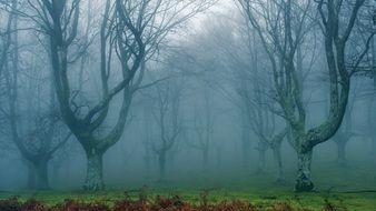 mystical fog in the thicket of the forest