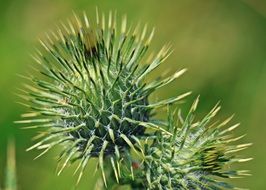 thistle thorns blossom bloom plant