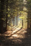 rays of light in the forest among the trees