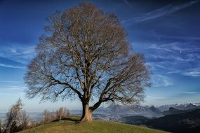 landscape of wonderful Tree on hill