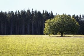 lonely wide decidious tree on meadow in front of spruce forest at summer