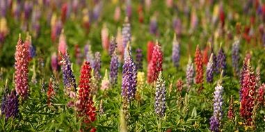 Natural Lupins