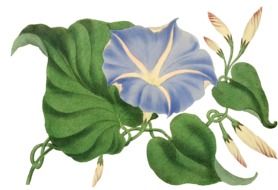 vintage painted blue Flower Blossom
