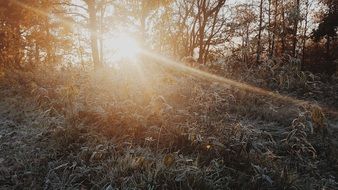 Sun beams bursting through forest above frosted grass