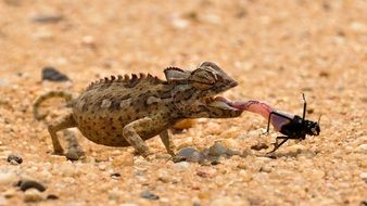 Chameleon on the sand in Namibia