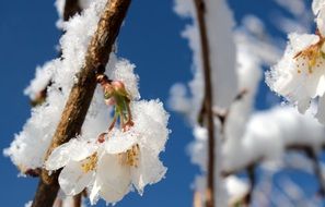 cherry tree in the snow