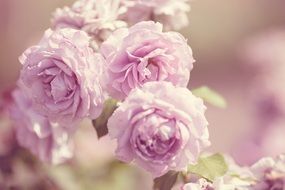 pink pastel rose close-up