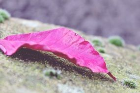 pink leaf on a stone close-up